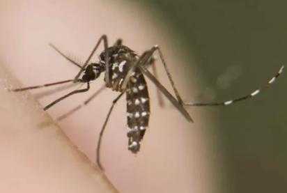农村老大爷常说，吸血的花蚊子是从外国进口的，是真的吗,房间里的蚊子从哪里来-图2