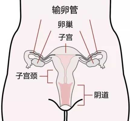 子宫在身体的哪个部位,产后五天子宫位置在哪里-图2