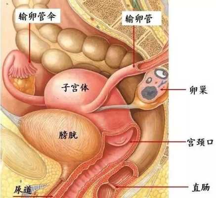 子宫在身体的哪个部位,产后五天子宫位置在哪里-图1