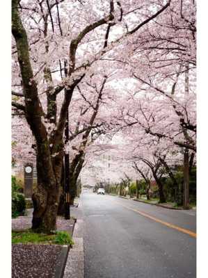 日本哪里看樱花最美,日本哪里看樱花最好-图2