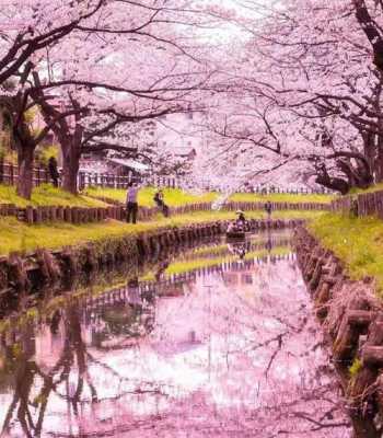 日本哪里看樱花最美,日本哪里看樱花最好-图1