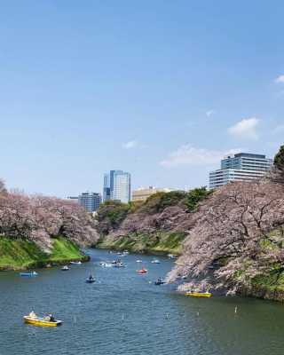 日本哪里看樱花最美,日本哪里看樱花最好-图3