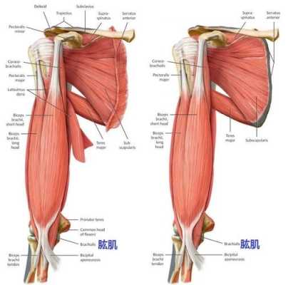 肱二头肌是器官还是肌肉,肱肌在哪里图片-图2