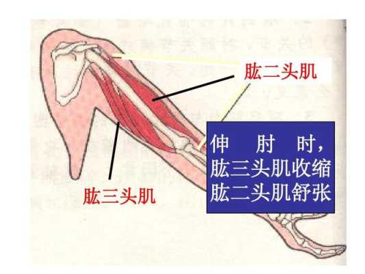 肱二头肌是器官还是肌肉,肱肌在哪里图片-图3