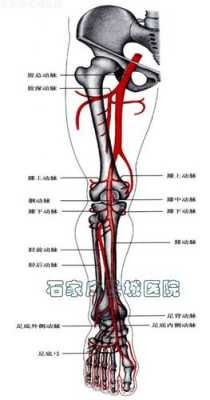 动脉血管在哪里（腿上的大动脉在哪里）-图1