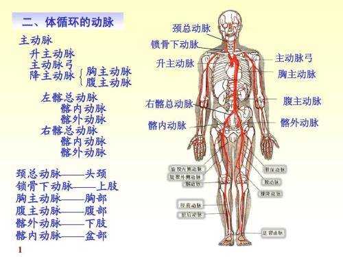动脉血管在哪里（腿上的大动脉在哪里）-图2