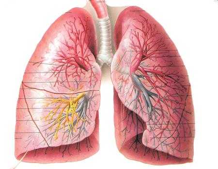 肺长在哪里（肺有再生功能吗）-图1