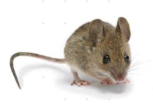 在农村，家里的老鼠一般都藏在什么地方,老鼠在哪里英语怎么说-图2