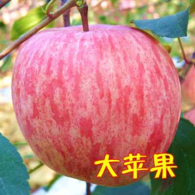 中国哪里苹果最好（山东，陕西，山西、甘肃的苹果有哪些区别？哪的苹果“最”好吃呢）-图2