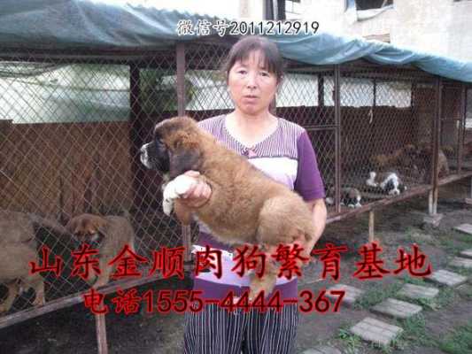 中国最大最正规的肉狗养殖基地是哪个,哪里有肉狗养殖场啊-图1
