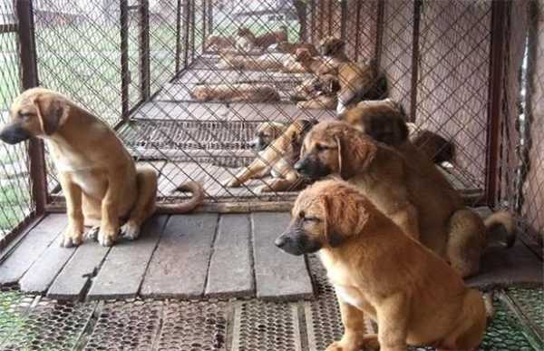 中国最大最正规的肉狗养殖基地是哪个,哪里有肉狗养殖场啊-图2