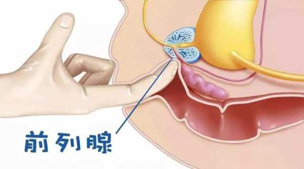 前列腺在人体的什么位置,哪里前列腺按摩效果好-图2