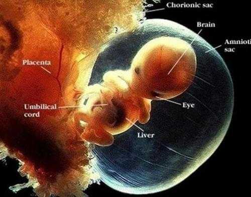孩子到底是怎样孕育出来的,生孩子是从哪里出来的图片-图3