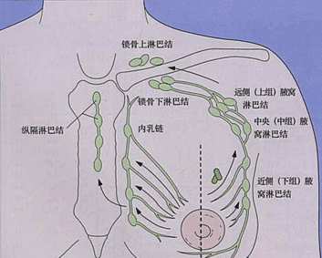 腋下淋巴在哪里（腋下淋巴结挂什么科）-图2
