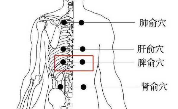 为什么脏腑的背俞穴都位于膀胱经第一侧线上,脾俞在哪里位置图-图2