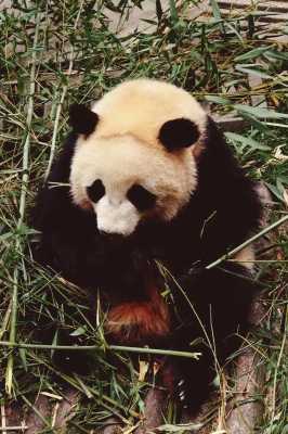 为什么国宝大熊猫在四川，陕西，甘肃都有，但为何唯独四川有大熊猫繁殖基地，大家怎么看,四川哪里有大熊猫看-图1