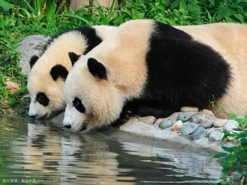 为什么国宝大熊猫在四川，陕西，甘肃都有，但为何唯独四川有大熊猫繁殖基地，大家怎么看,四川哪里有大熊猫看-图3
