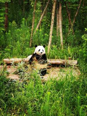 为什么国宝大熊猫在四川，陕西，甘肃都有，但为何唯独四川有大熊猫繁殖基地，大家怎么看,四川哪里有大熊猫看-图2
