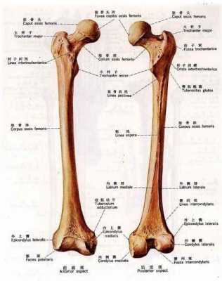 hl是胎儿的什么,胎儿股骨是哪里的骨头-图1
