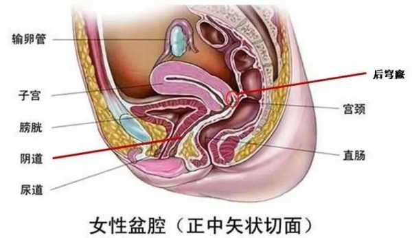 宫颈管在哪里（阴道、子宫的位置在哪里）-图3