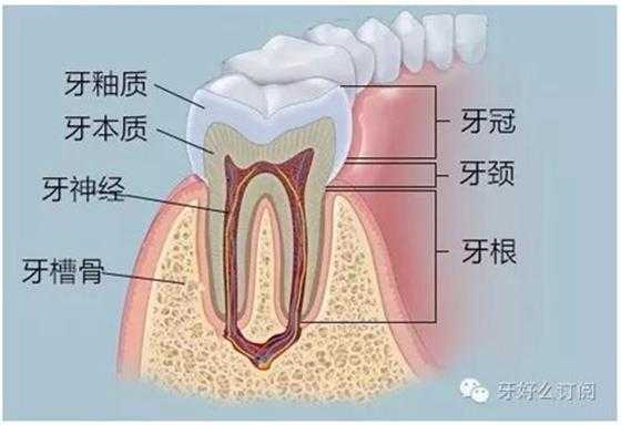 牙槽是哪里（牙槽是哪里图片）-图2