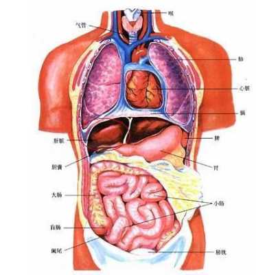 肝脏的位置在哪里（后背肝脏的位置在哪里）-图1