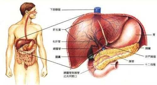肝脏的位置在哪里（后背肝脏的位置在哪里）-图3