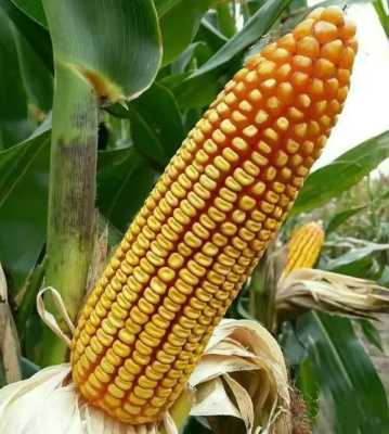 什么玉米品种最好,哪里产的玉米最好吃最出名-图3