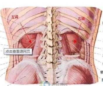 肾的部位在哪里（肾的位置是哪里）-图3