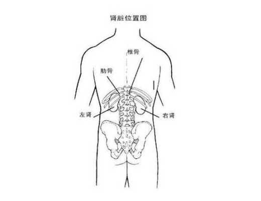 肾的部位在哪里（肾的位置是哪里）-图2