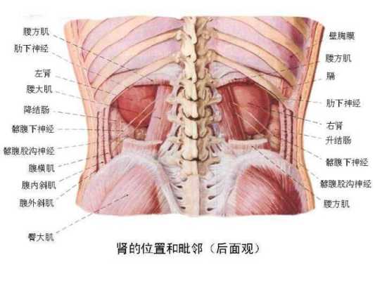 肾的部位在哪里（肾的位置是哪里）-图1