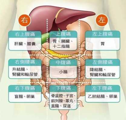 肚脐上面是什么器官,一张图看懂肚子痛位置和原因-图2
