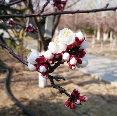 春暖花开的季节，如何区分桃花、杏花和梨花？去哪里赏花,梨花哪里有卖-图3
