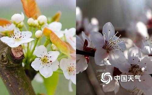 春暖花开的季节，如何区分桃花、杏花和梨花？去哪里赏花,梨花哪里有卖-图2