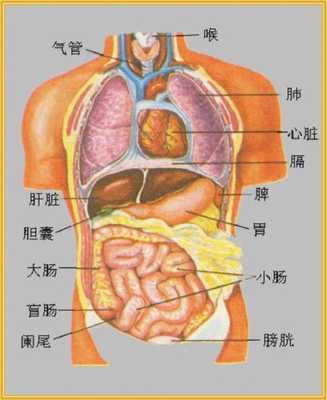 人体肝脏在哪里（肝脏在身体里的哪个位置）-图1