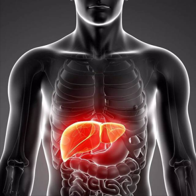 人体肝脏在哪里（肝脏在身体里的哪个位置）-图2