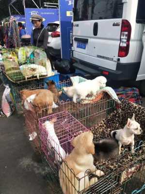 郑州狗市都在哪儿,郑州猫狗市场在哪里进货-图2