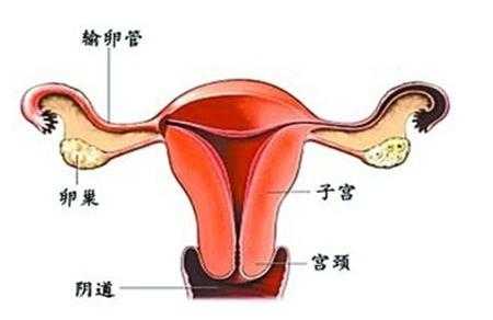子宫的位置,女生子宫在肚子哪里-图3