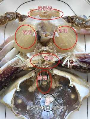 胃在身体哪里（螃蟹的胃和心脏在哪里？是不是不能吃？有什么注意事项）-图1