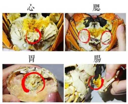 胃在身体哪里（螃蟹的胃和心脏在哪里？是不是不能吃？有什么注意事项）-图2