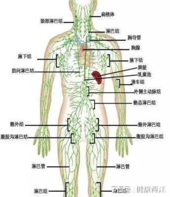 腹腔内淋巴结什么意思,腹部淋巴在哪里图片-图1