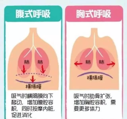 腹部指的是哪里（腹式呼吸是用肚子呼吸吗）-图3