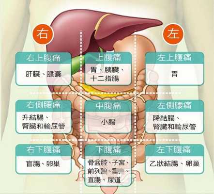肠胃炎是哪里痛（肚子不同位置疼痛）-图1