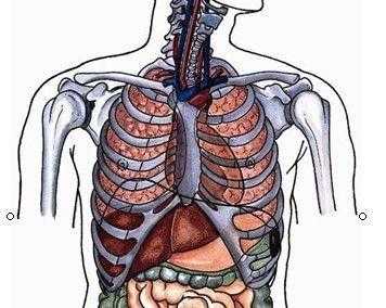 人体右肋骨下疼，不知是什么器官,肋下在哪个部位-图2