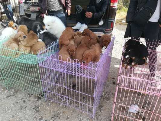 上海哪里有狗市（上海有专门卖宠物狗的狗市吗?在哪里）-图3
