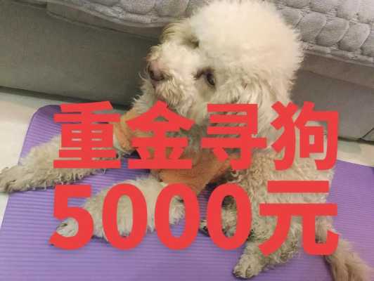 上海哪里有狗市（上海有专门卖宠物狗的狗市吗?在哪里）-图1