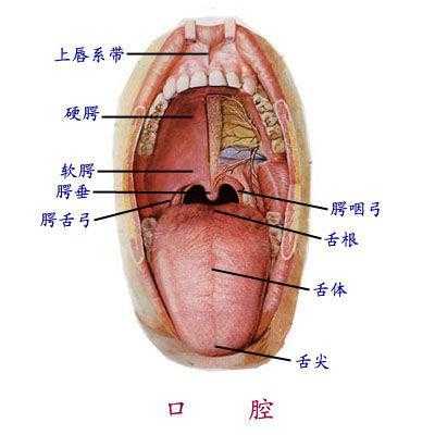 口腔上颚是哪里（上颚在哪个位置）-图2