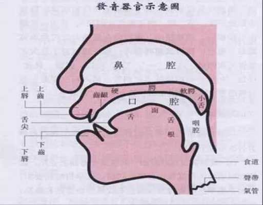 口腔上颚是哪里（上颚在哪个位置）-图1