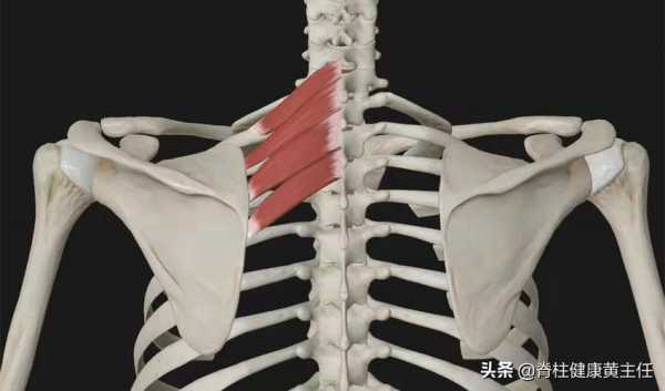 肩胛骨是哪里图片（肩胛骨是哪里图片）-图1