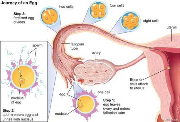 卵子与精子在哪里结合-图3